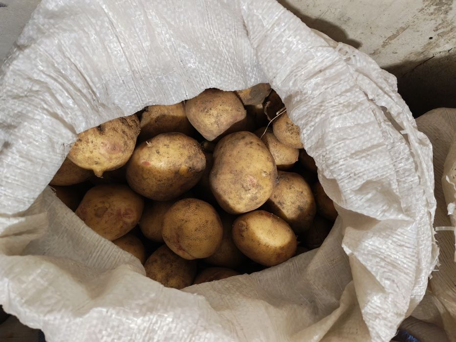 Продам дачный картофель