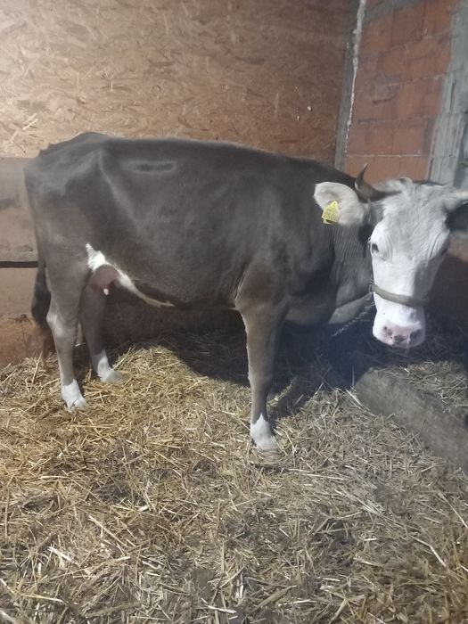 Vaca de vanzare,gestanta în 5 luni