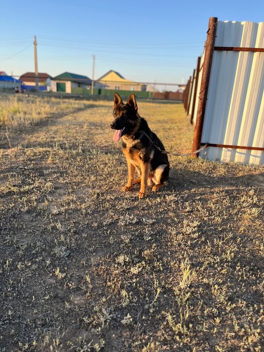 Кобель Немецкой овчарки для вязки