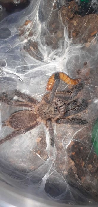 Tarantule din diferite specii