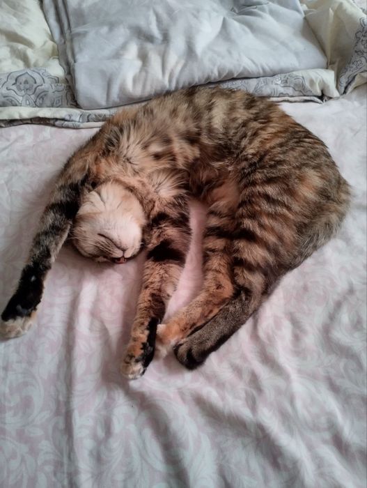 mushukcha, mushuk mushik кошка кошки кот