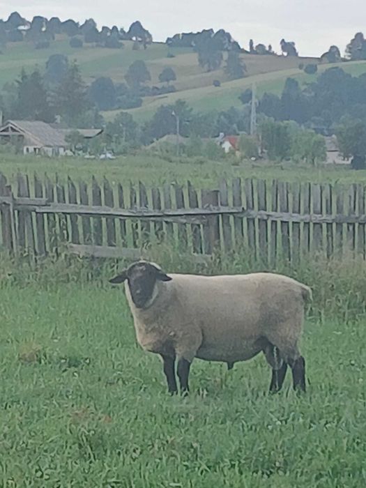 Vând berbec Suffolk rasa pura