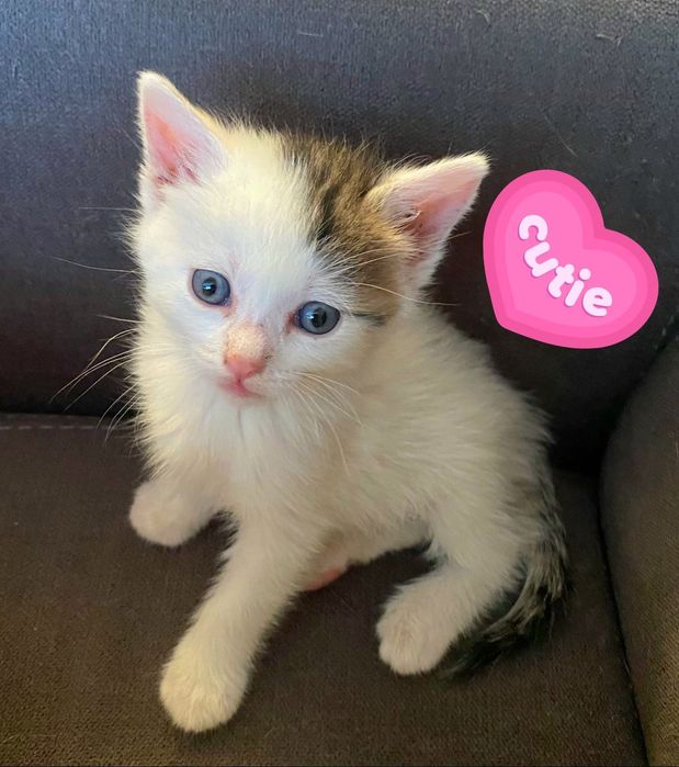 Adoptie pui de pisica 1,5 luni