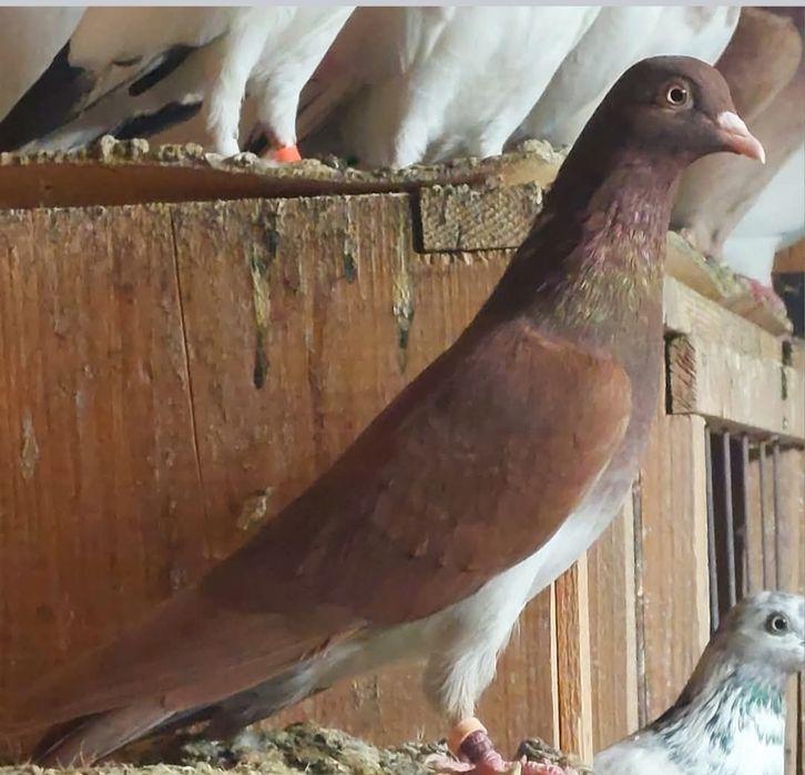 Vand porumbei tippleri englez import Serbia