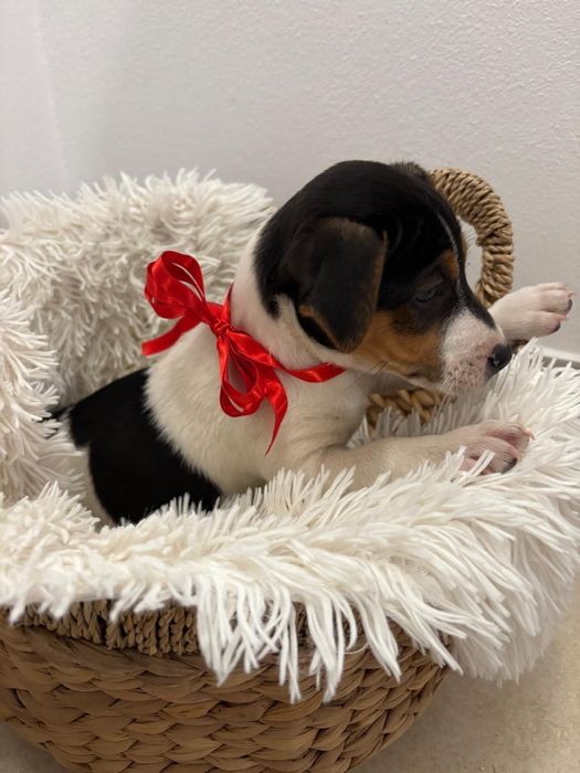 Catei foarte energici si jucausi