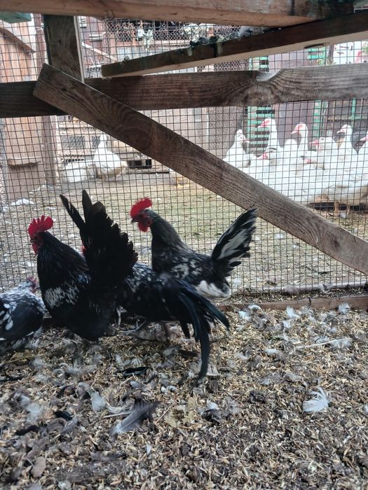 Продам кур карликовый