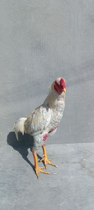 Майский о шамо сатылады