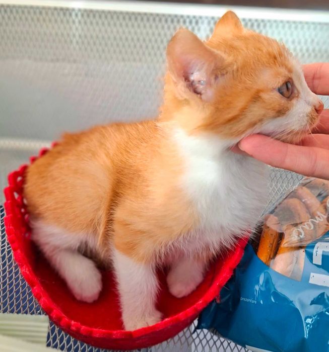 Adoptie pui de pisica roscat Dumitrel