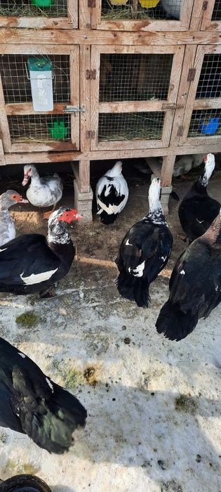 Rațe mute de vanzare