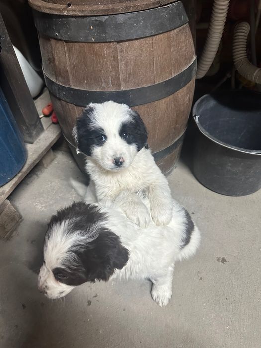 Каракачанка мъжко/женско