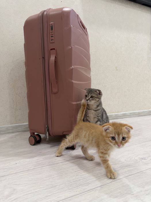 Вислухий Котёнок, 2 месяца