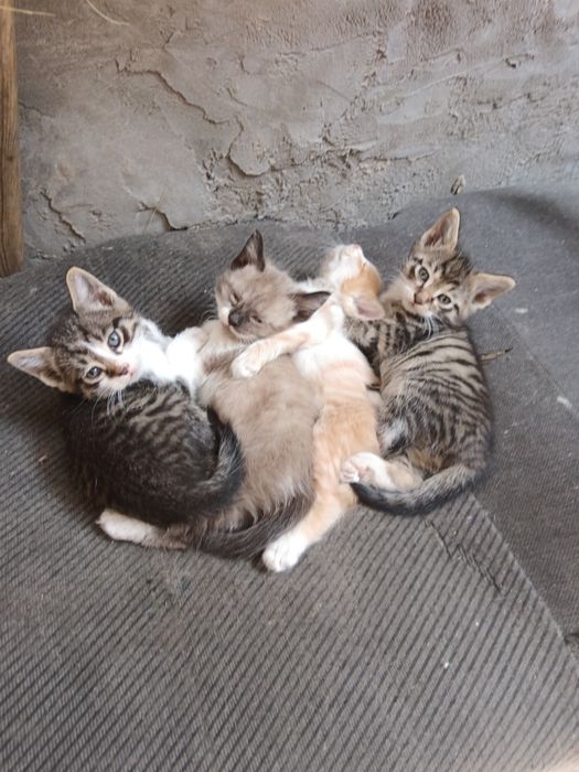 Котята бесплатно