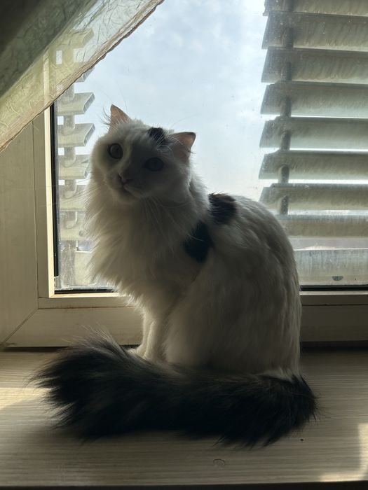 Кошка в добрые руки