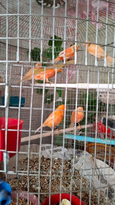 Канорейка красный