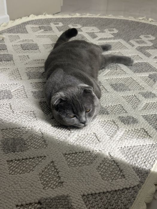 British Shorthair Blue scotish fold
