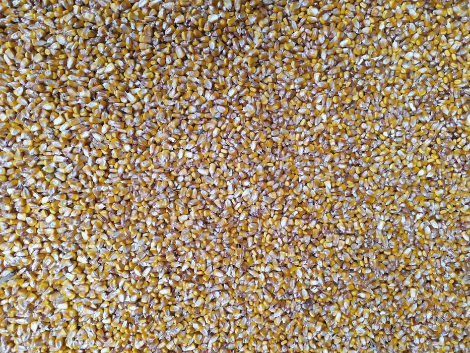 Porumb  de vanzare 2025