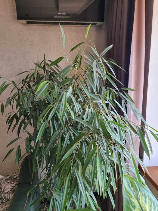 Продам Фикус Али 2.20 м