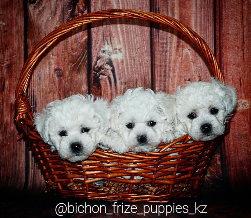 Щенки Бишон Фризе.