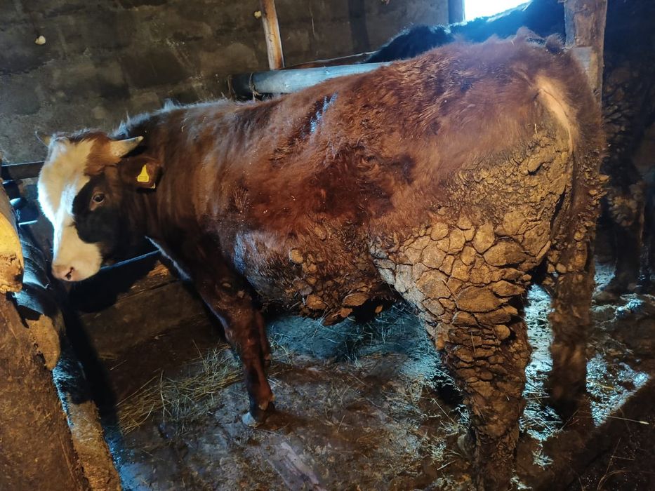 Продам бык (1год )