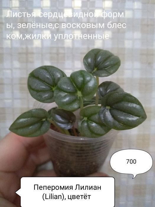 Продам Сингониумы.Пеперомии