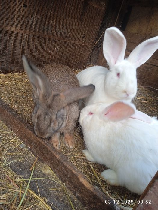 Кролы на продажу