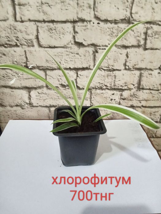 Продаются ростки(рассада)
