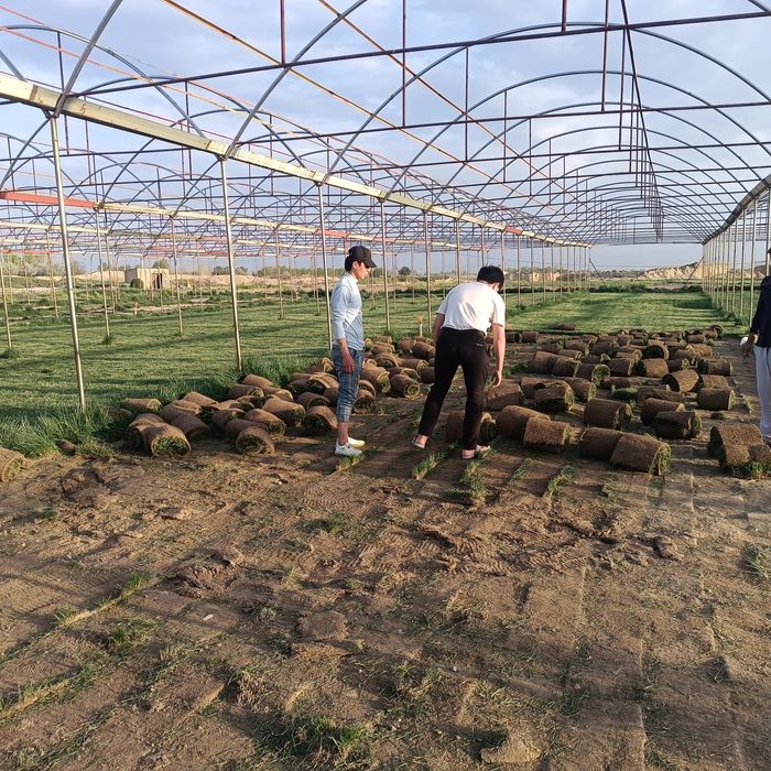 Tayyor rulonli Gazon bor 35000 sum kvadrati