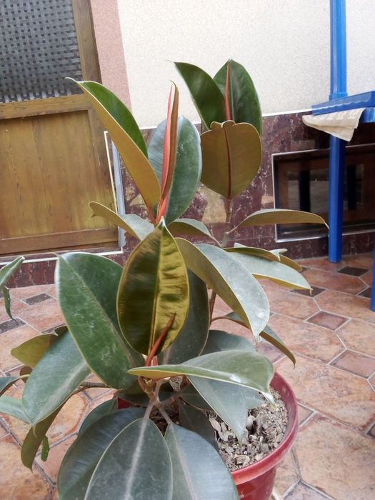 Gullar sotiladi xonaki