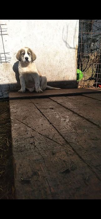 Mascul de 11 săptămâni