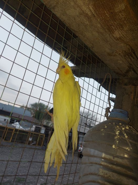 Папугай Карелла 2шт