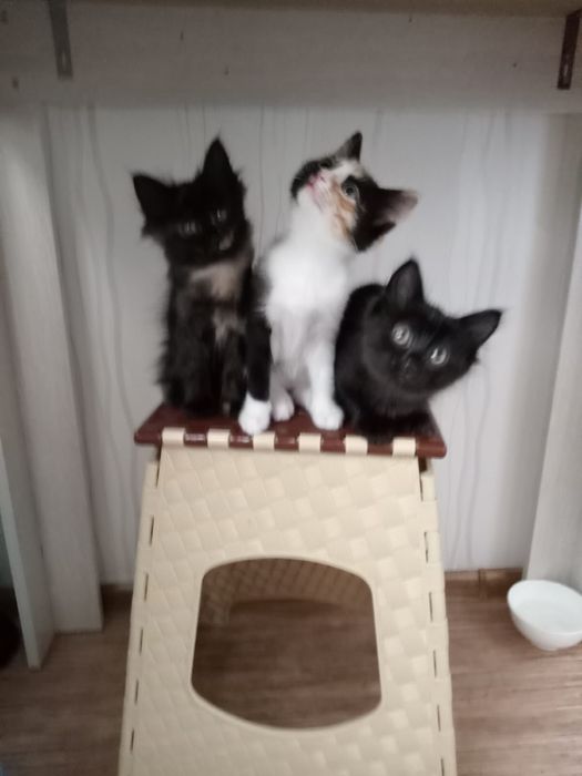 Котёнки 2 месяца