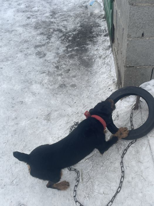 Ештеке бермим ……………