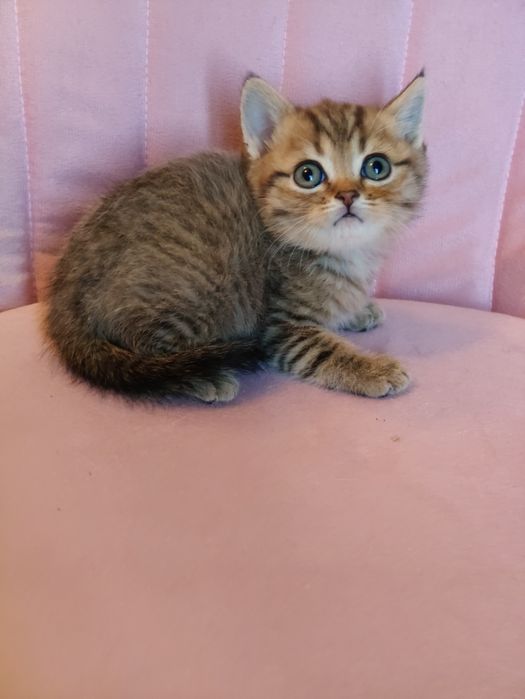 Котята Алматы Шиншиллы