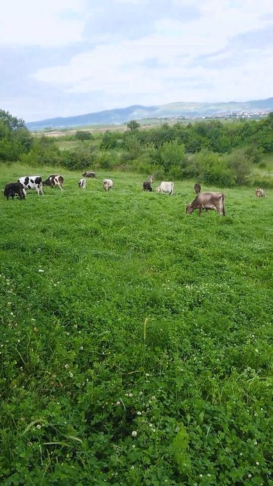 19 broi bremeni kıravi kırcali