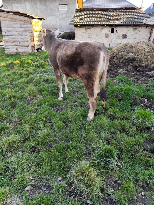 Vând vitea bruna de Maramureș