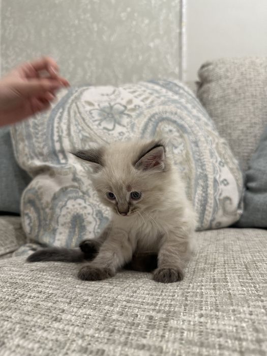Продам ангорских котя