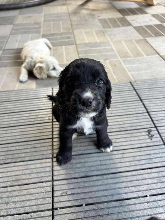 Donez catei, mama cocker spaniel