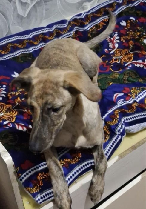 Собака девочка.