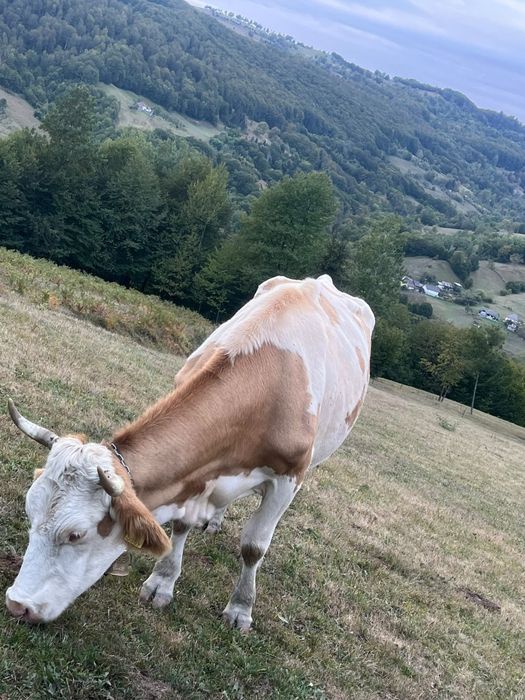 Vaca de vânzare,bună de lapte! Mai multe detalii în privat!