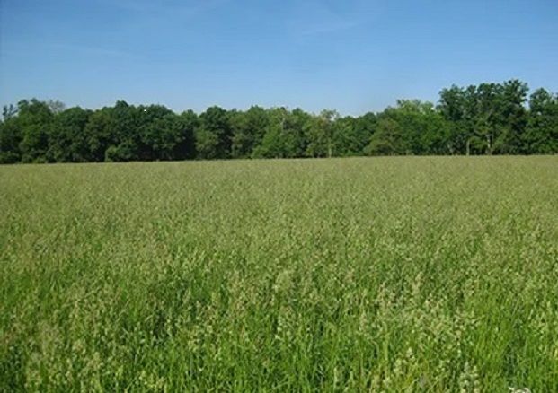 Golomat sau Iarba de livada (dactylis glomerata) samanta C1 18 kg