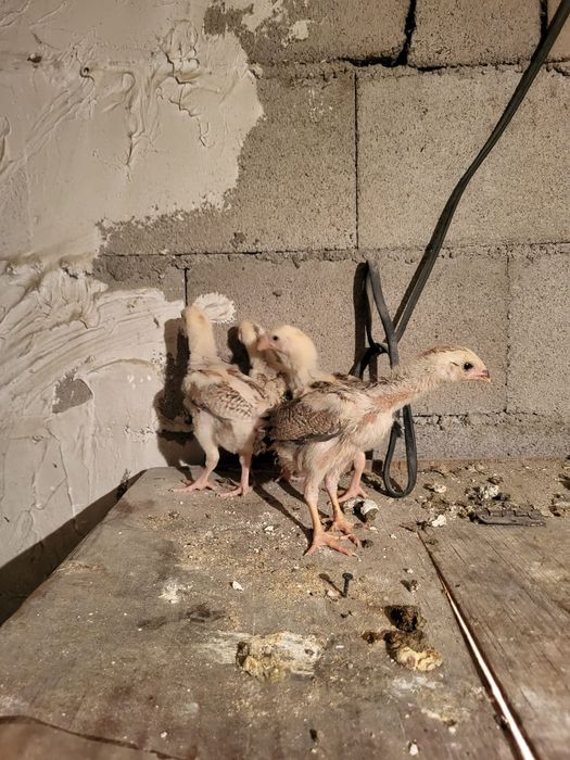 Сатамын дакан шожелер 5000