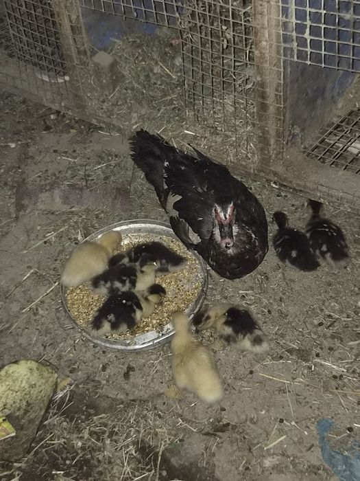 Indautka 11 ta jo'jalari bor 1 oylik bo'ldi sog'lom
