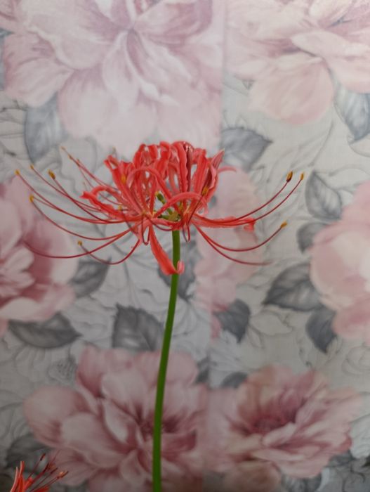 Продам шикарный Ликорис