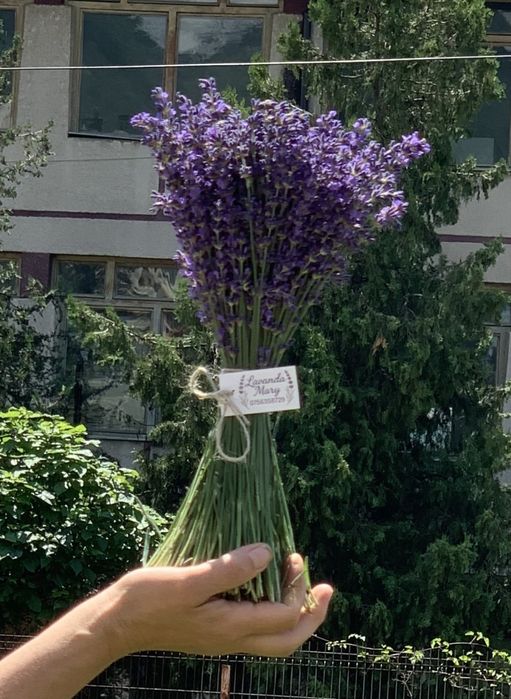 Super oferta Buchete Lavanda ( 5+1)