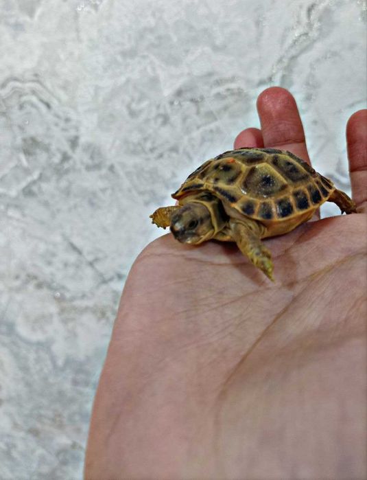 Toshbaqa bolalari sotiladi! Продается маленький черепашки!