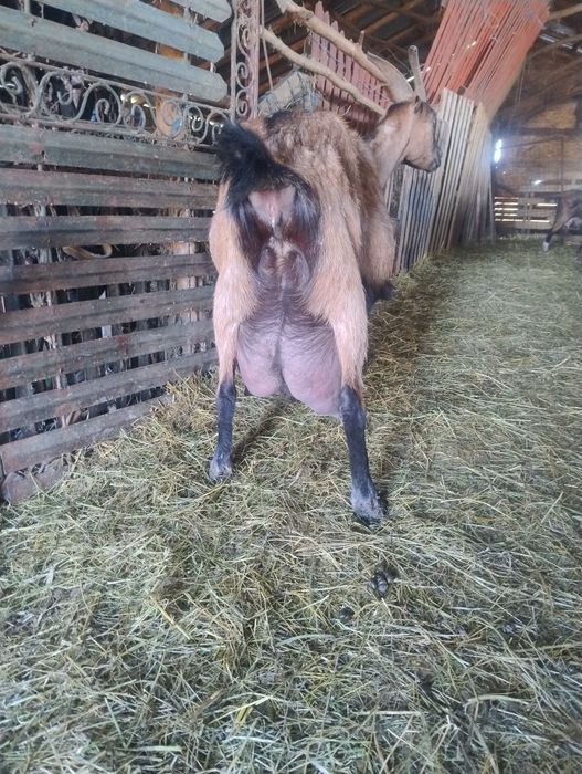Văd edute  alpin francez din capre bune de lapte