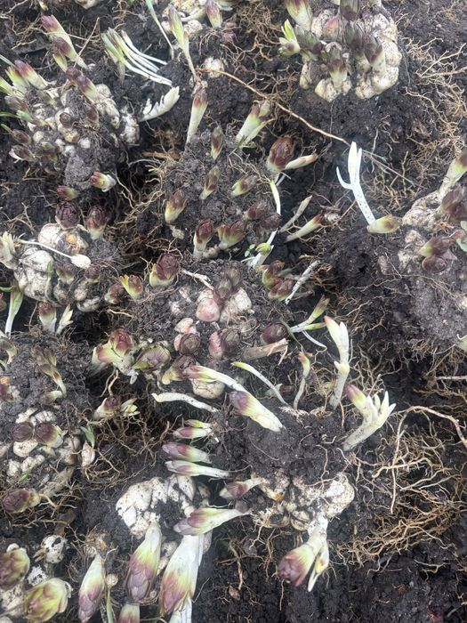 Продам садовые цветы