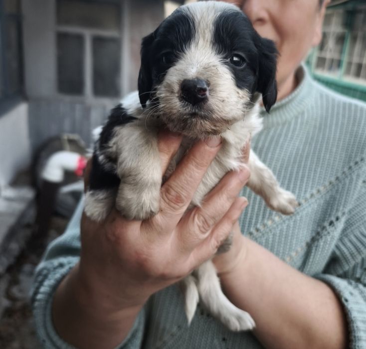 Отдаем щенков помесь со Спаниэлем
