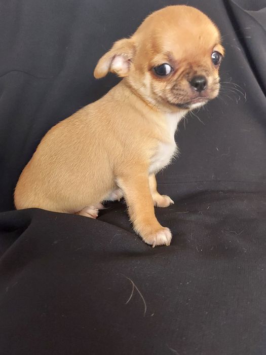 Продаю щенка чихуахуа