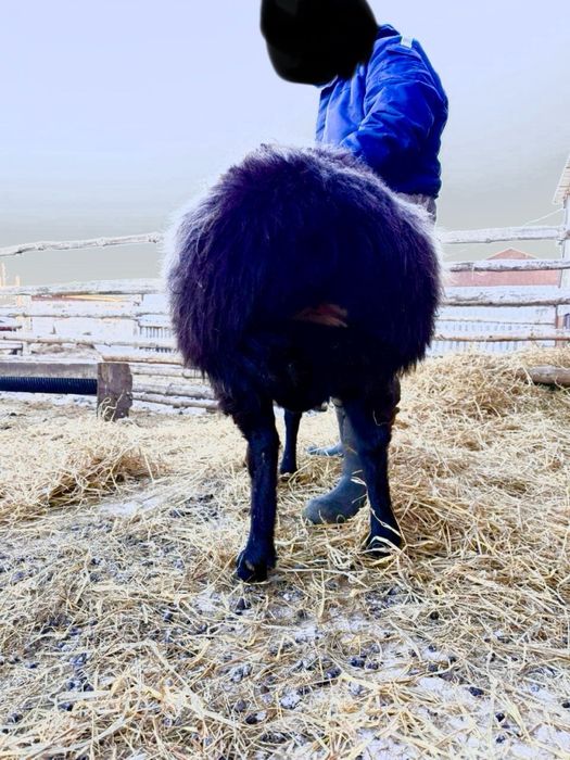 Продам кошкара производителя